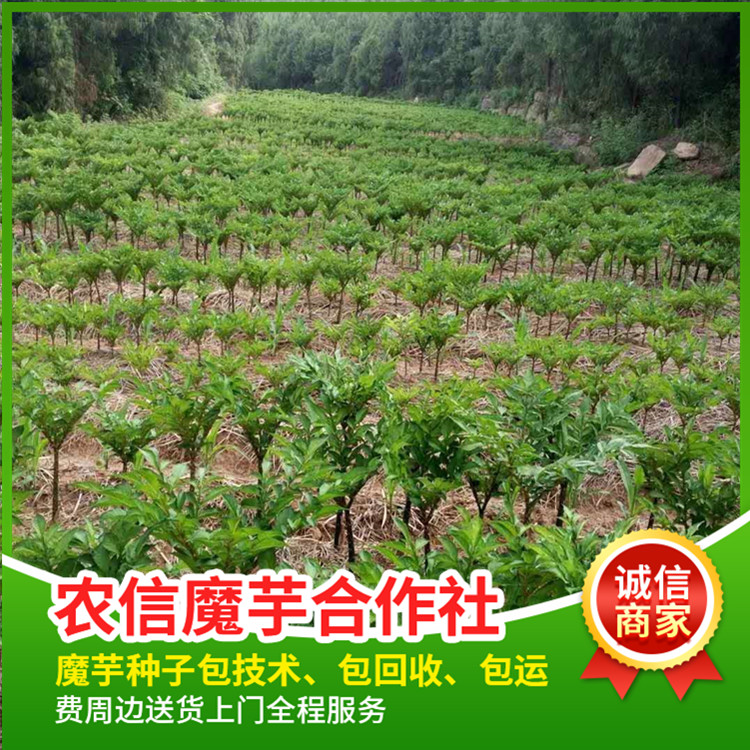 四川魔芋花魔芋。免费提供种植技术辅导，全国包邮，周边送货上门