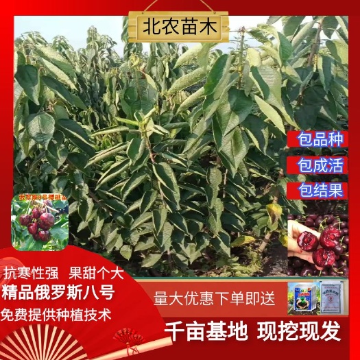 平邑县俄罗斯8号樱桃苗  俄罗斯八号大樱桃苗南北方种植盆栽果树苗当