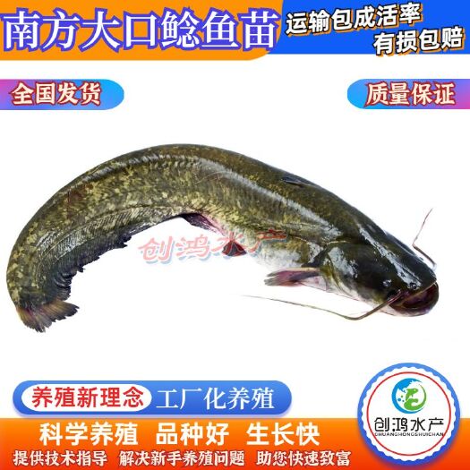 广州【鱼苗批发】优质鲶鱼苗 杂交大口鲶苗 南方大口鲶鱼苗