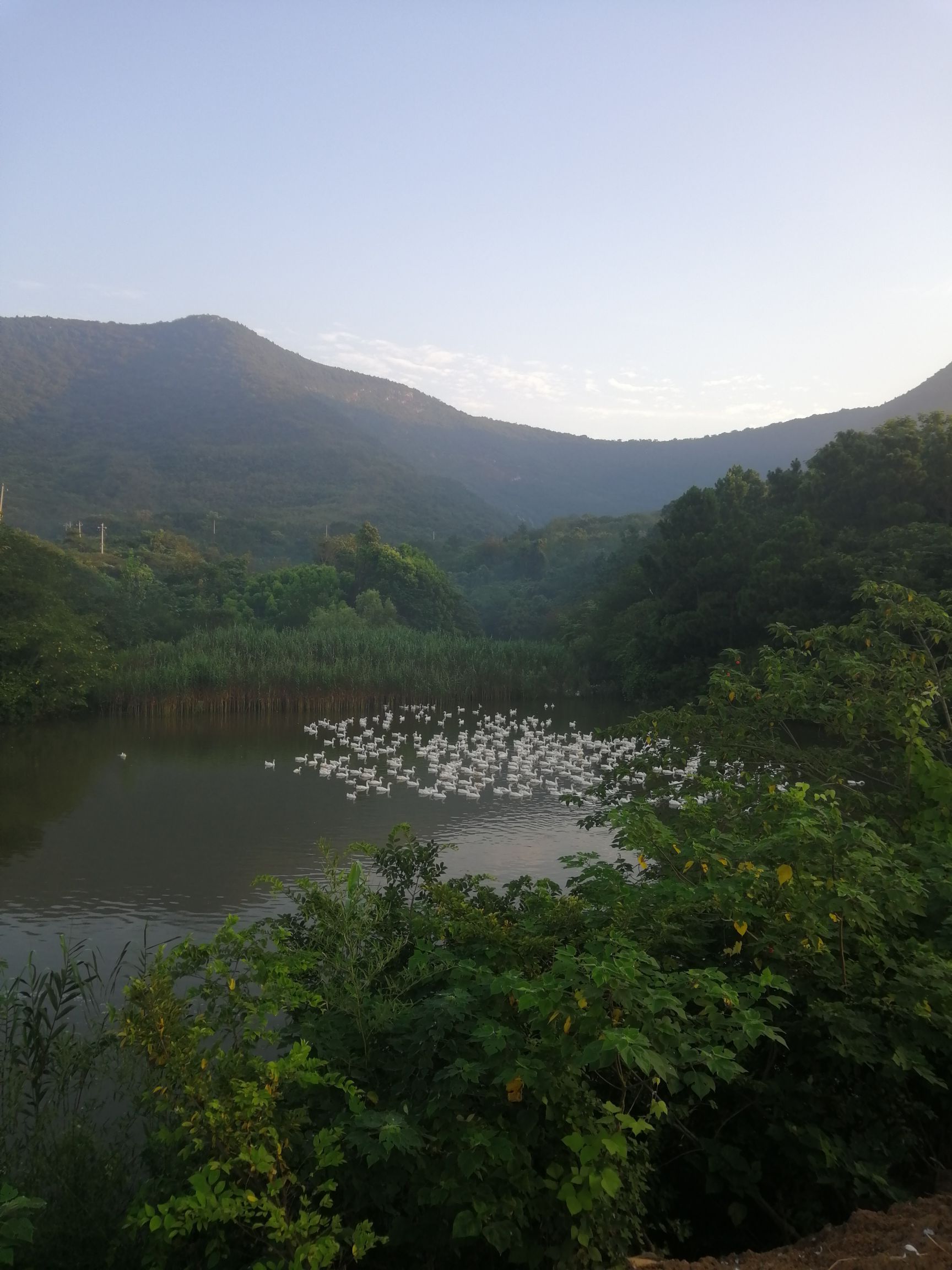 土鸡 3-4斤 母