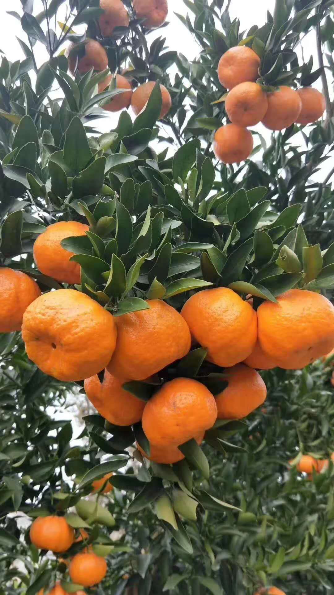 椪柑  精品清江碰柑，产地直销