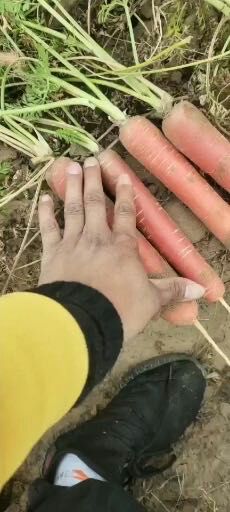 秤杆红萝卜  陕西大荔称杆红萝卜一件代发