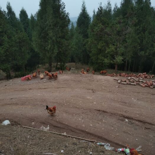 达州康达尔鸡 自己山上放养的走地鸡，没有喂饲料，本来养来自己吃的，养多了