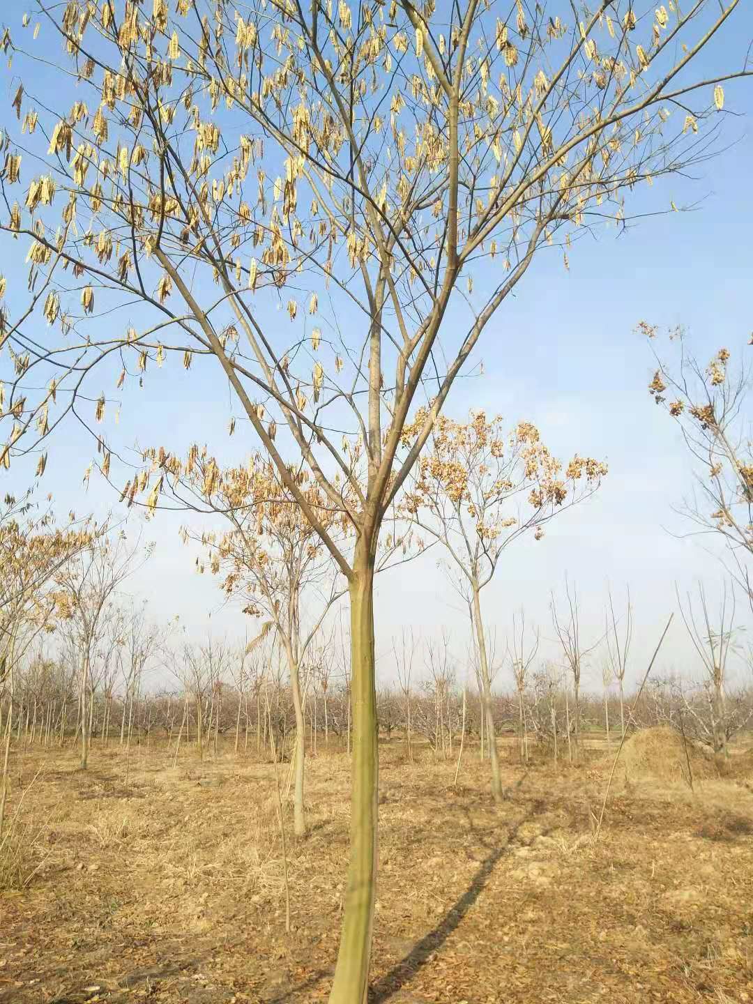 红合欢  长期供应10-----30公分合欢树