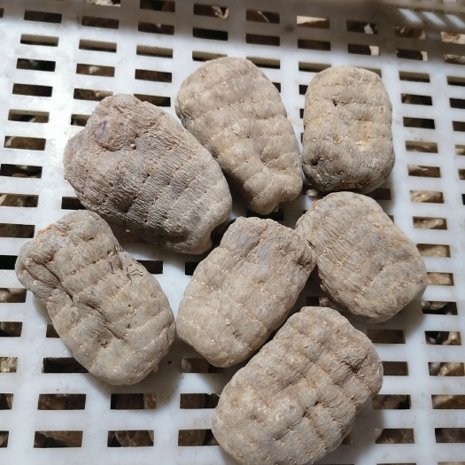 五峰县天麻  天麻，高等级八环乌天麻。