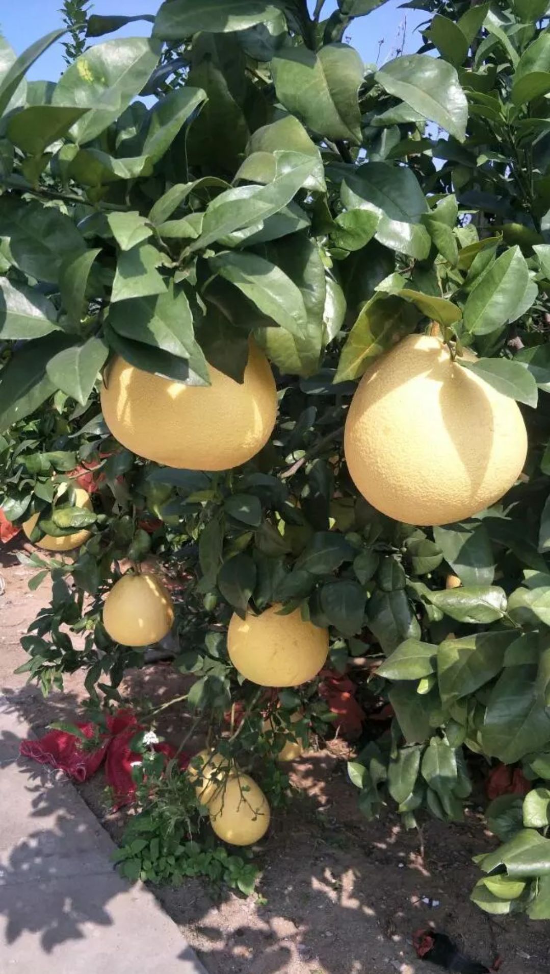 马家柚  自家种植