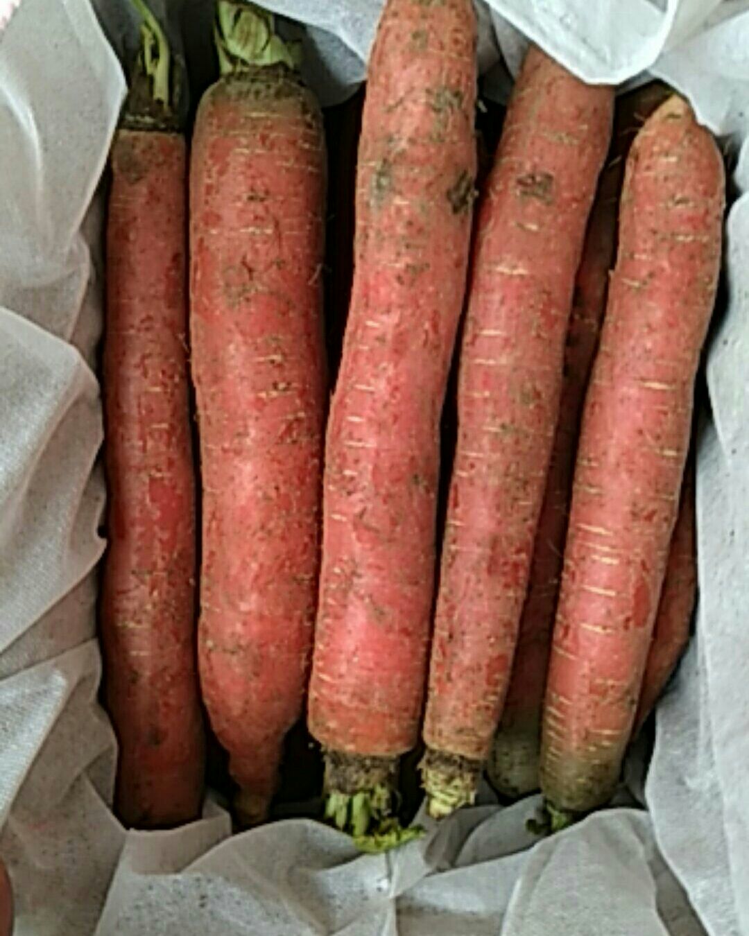秤杆红萝卜  陕西大荔称杆红萝卜一件代发