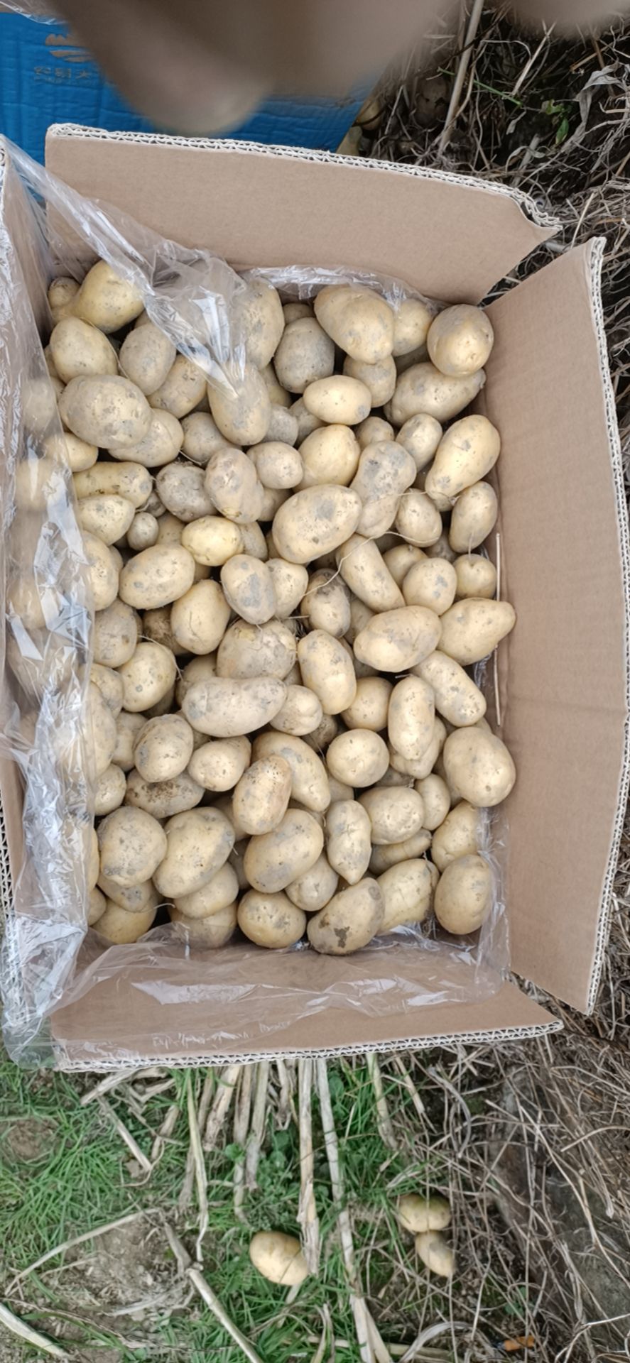 荷兰15号种薯 新鲜上市马铃薯。。。