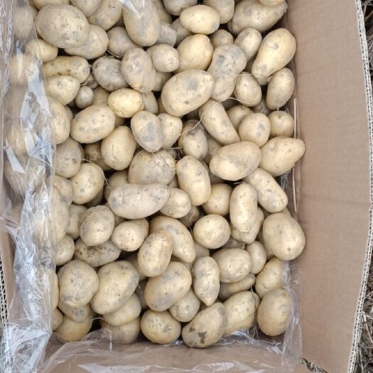 建宁县荷兰15号种薯 新鲜上市马铃薯。。。