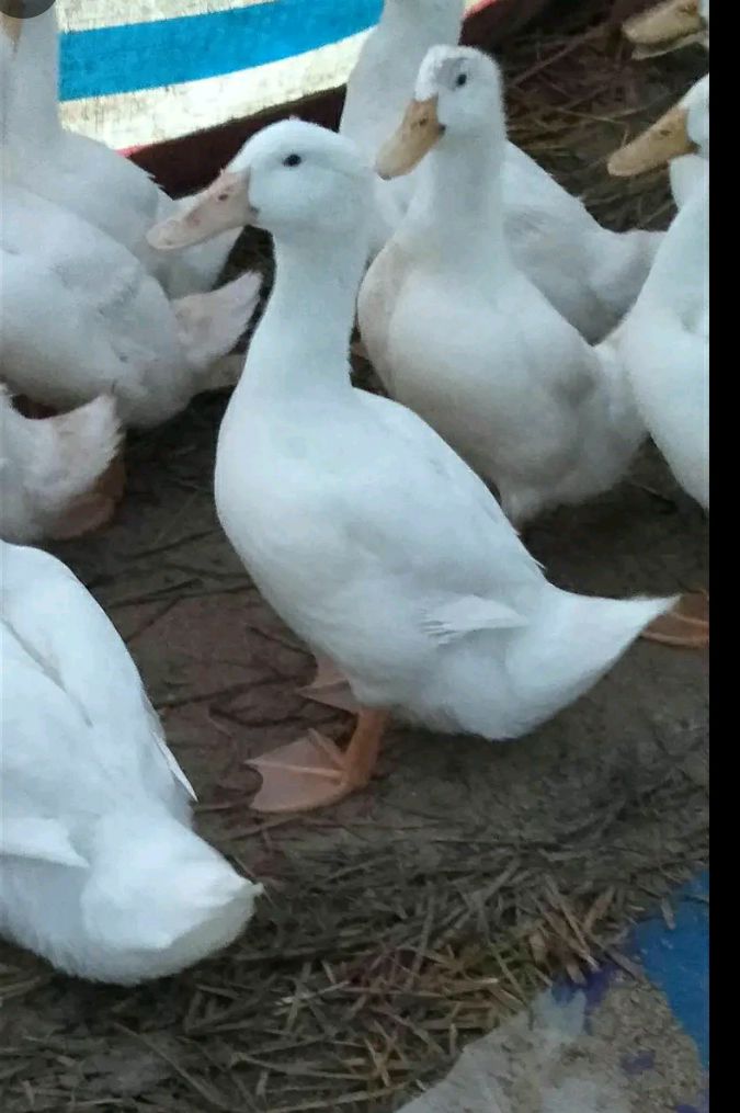  北京白鸭全国包送