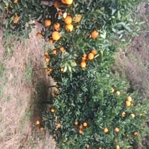 定南县塔罗科血橙 赣南血橙 地头通货