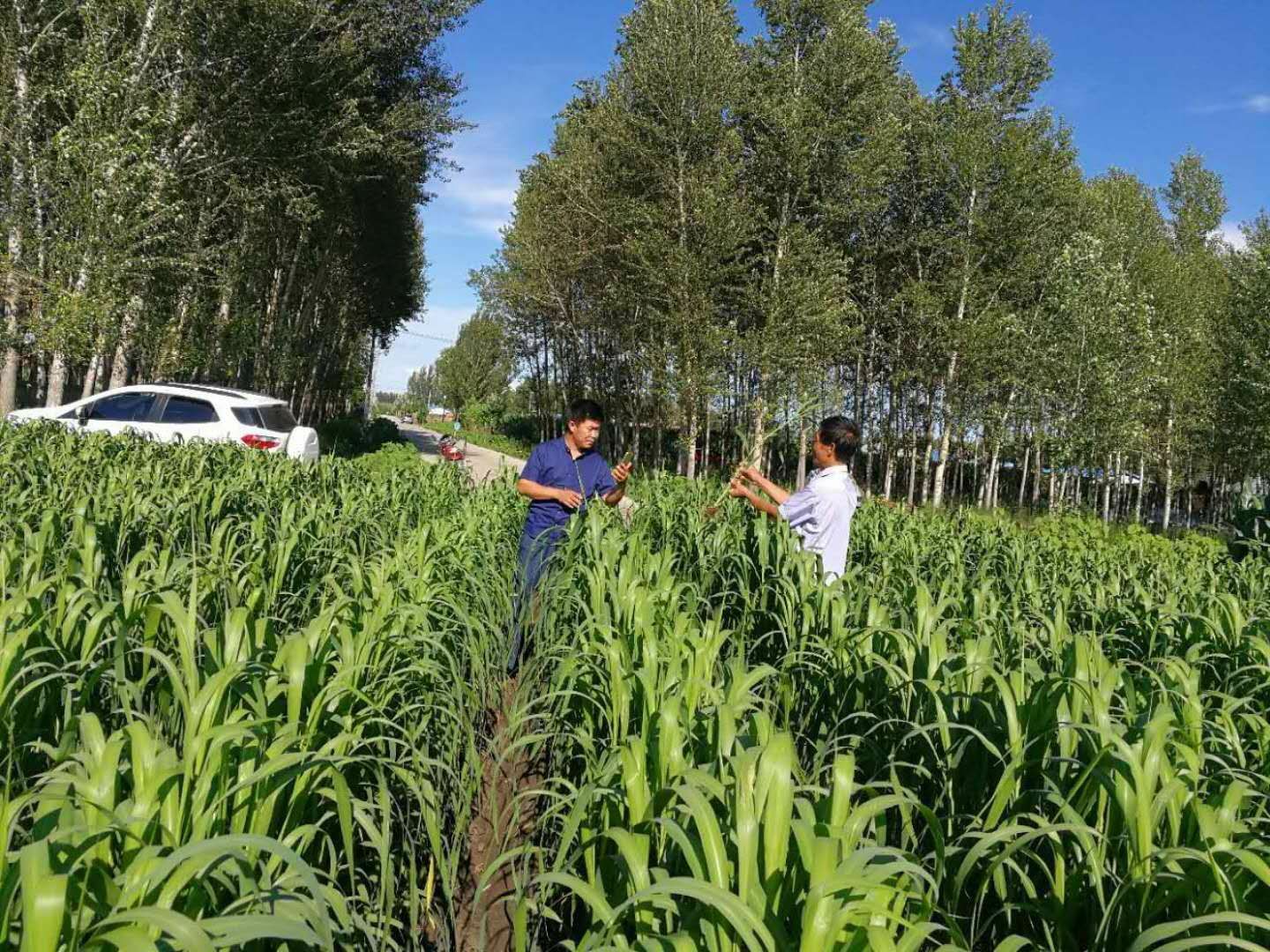 黄小米  20年新米纯绿色天然有机富硒小米，香糯可口适合老人孩子月子