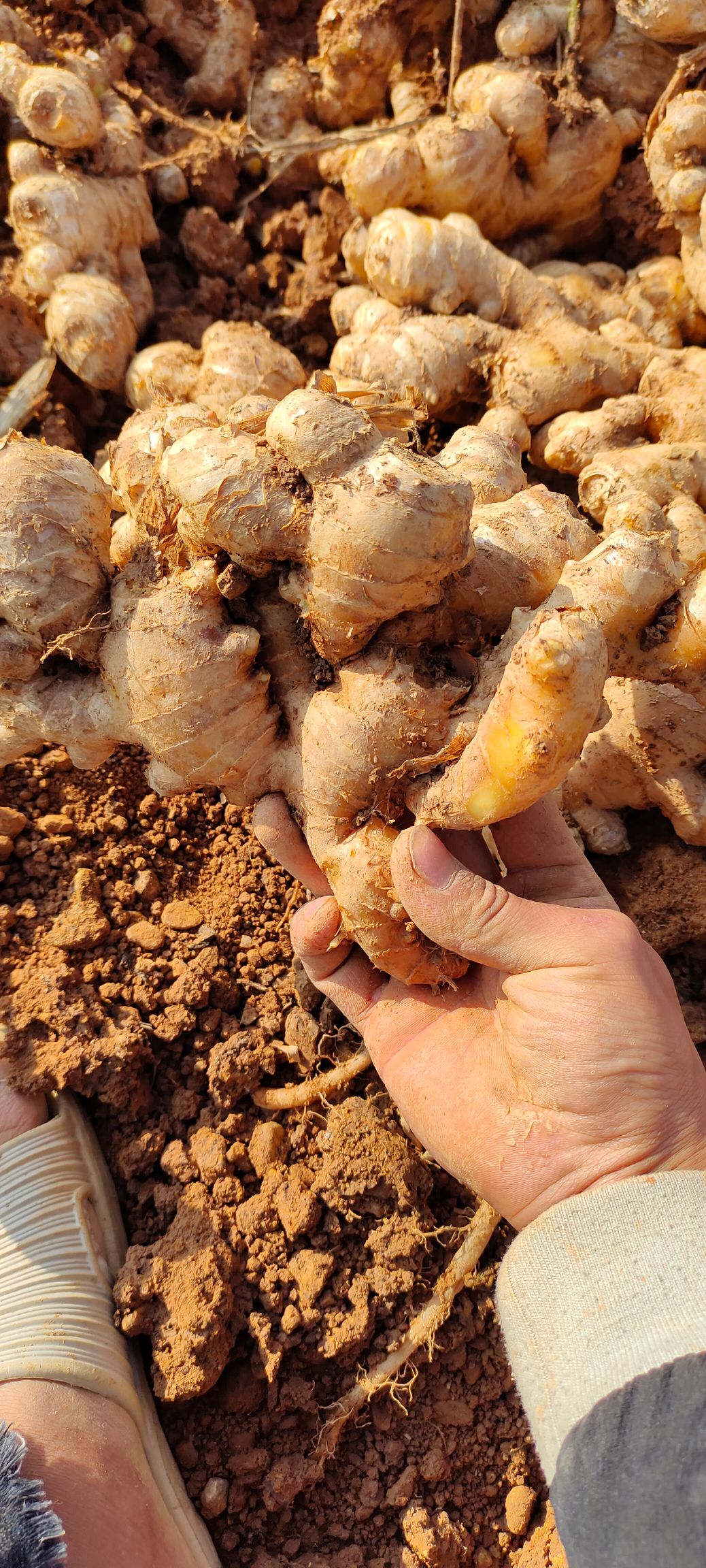 中黄姜 乌姜大量供应商品