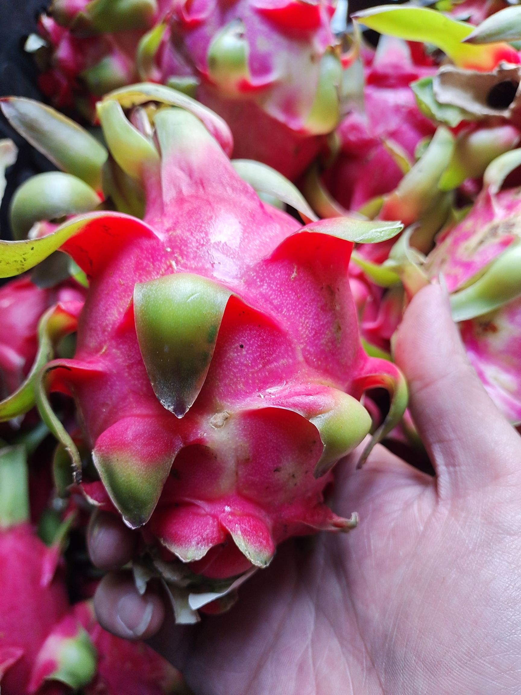  越南红心火龙果电商货，有需要的联系