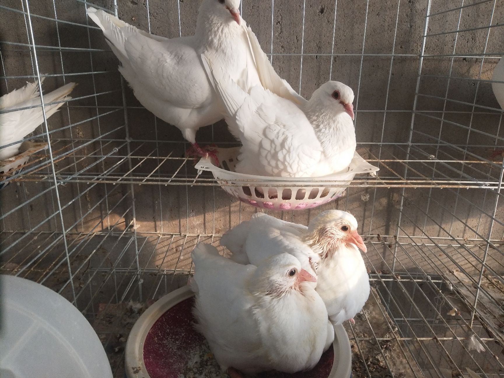 白鸽  白羽王，