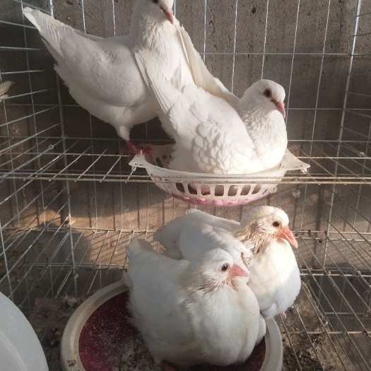 新乡县白鸽  白羽王，