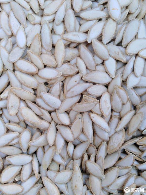 南瓜子 24个月以上，，，，，，，，，，，，，，，，，，，，，，，，