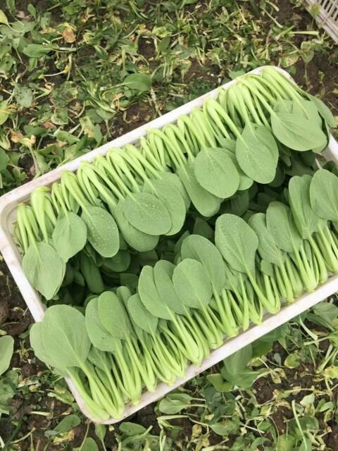 来宾 小白菜，上海青都有，品质保证，产地直销