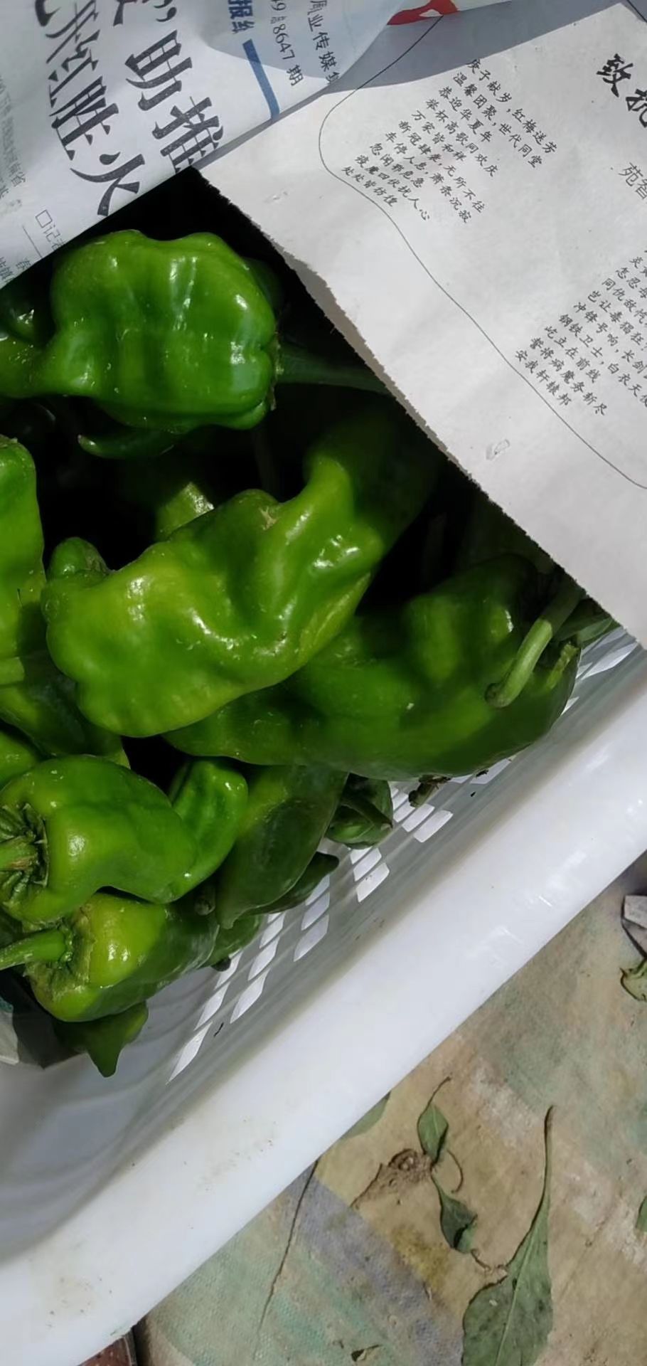 红泡椒  河南商丘大量现货供应各种精品辣椒，精品泡椒，
