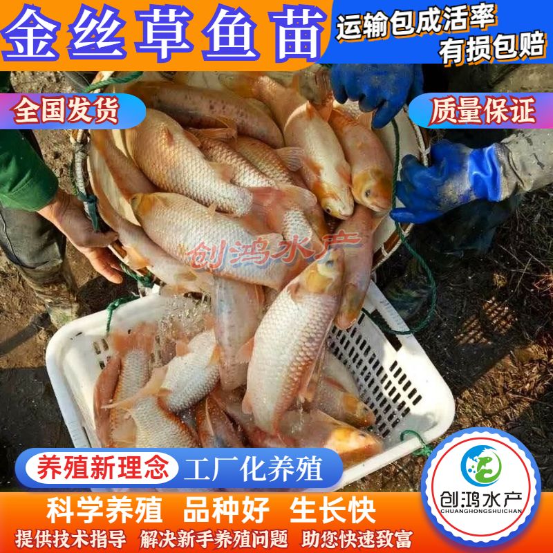 【苗场直销】俄罗斯金草鱼苗 黄金鲩鱼苗 金草鱼水花 淡水养殖