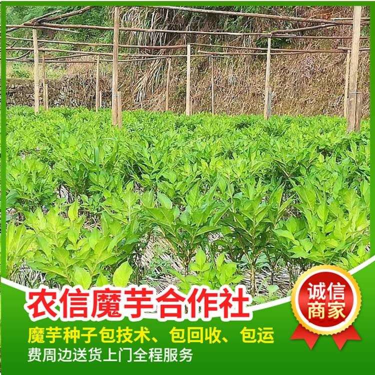 四川魔芋花魔芋。免费提供种植技术辅导，全国包邮，周边送货上门