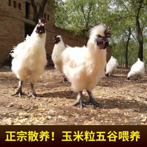 白羽乌鸡  超大乌鸡单只净重3斤，现杀现发五谷杂粮喂养一只装顺丰包邮