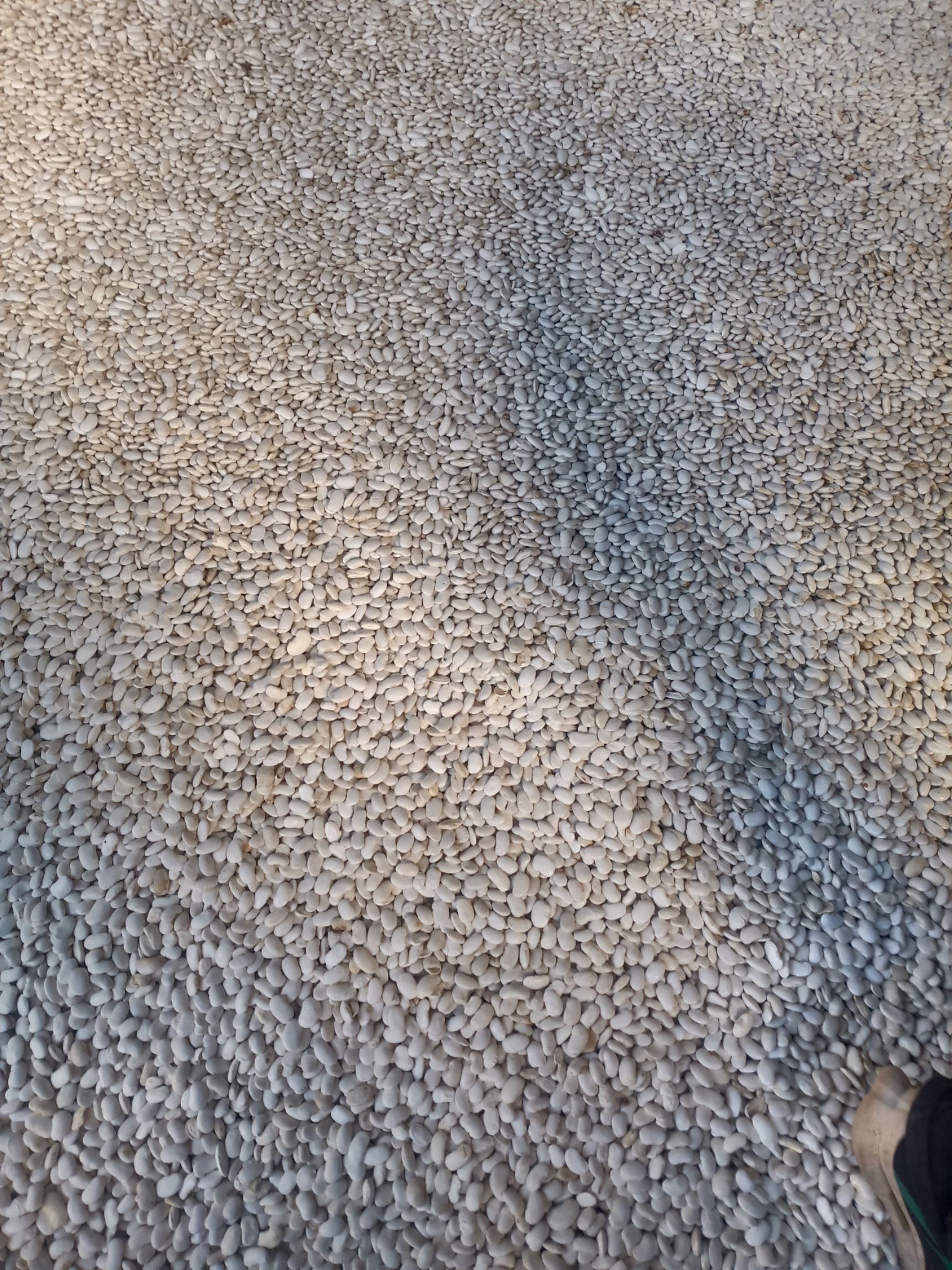  丽江白芸豆