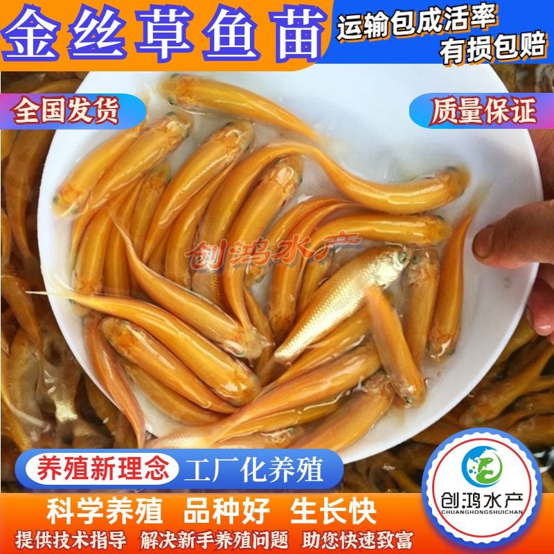 【苗场直销】俄罗斯金草鱼苗 黄金鲩鱼苗 金草鱼水花 淡水养殖