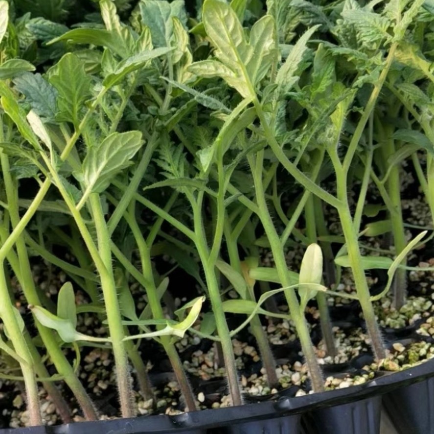 圣女果苗  釜山88小西红柿口感无渣糖度高正品保证直播苗/嫁