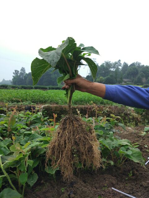 主营猕猴桃实生苗，红阳嫁接苗，水杨桃苗，枸枣苗