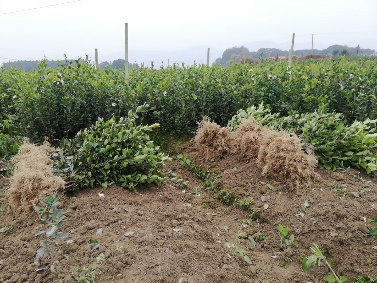 油茶树苗  油茶苗