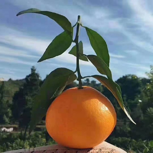 蒲江县让你甜到心里回味无穷的耙耙柑大量成熟，现摘现卖，自产自销