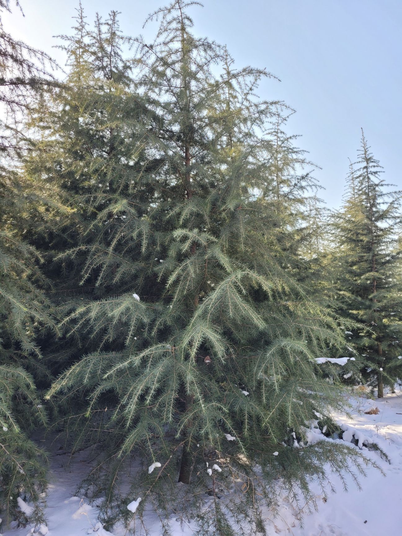 普通雪松 一级优质雪松苗，成活率