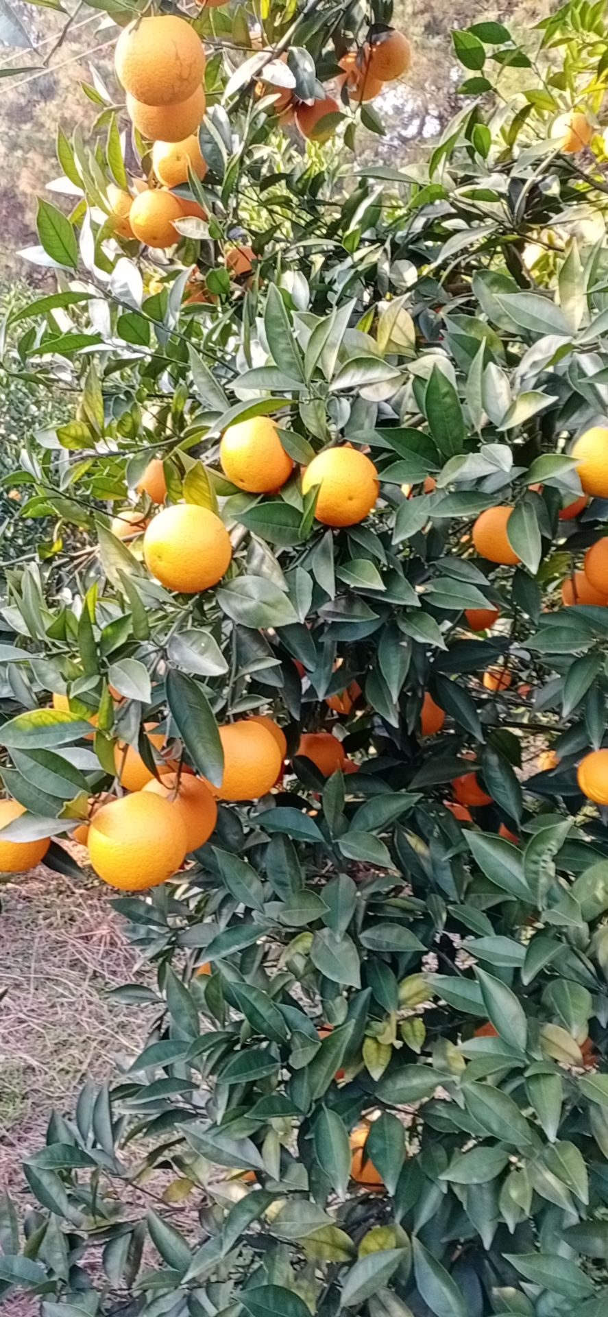 蜜香橙  好货密香橙，十万到十五万斤左右。。