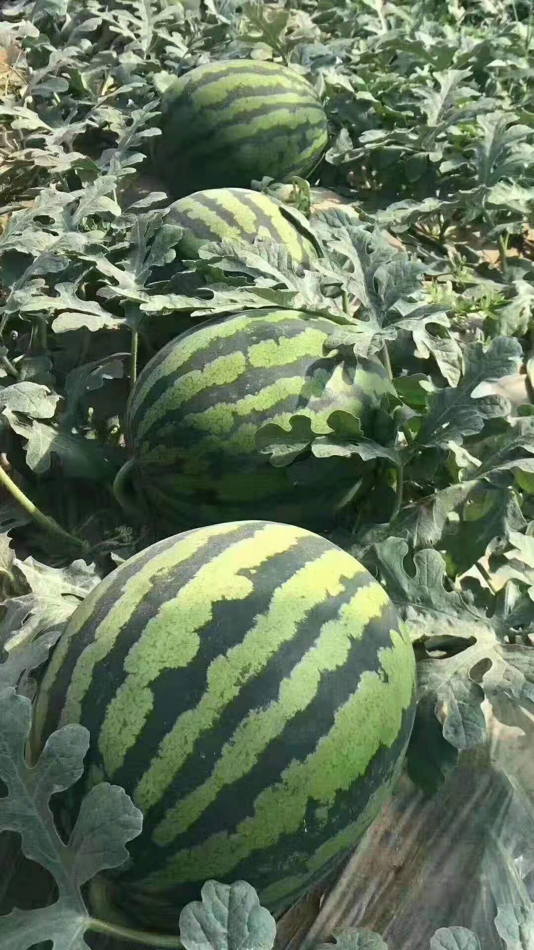 【精品】京欣西瓜～基地直供～货源充足-保证质量