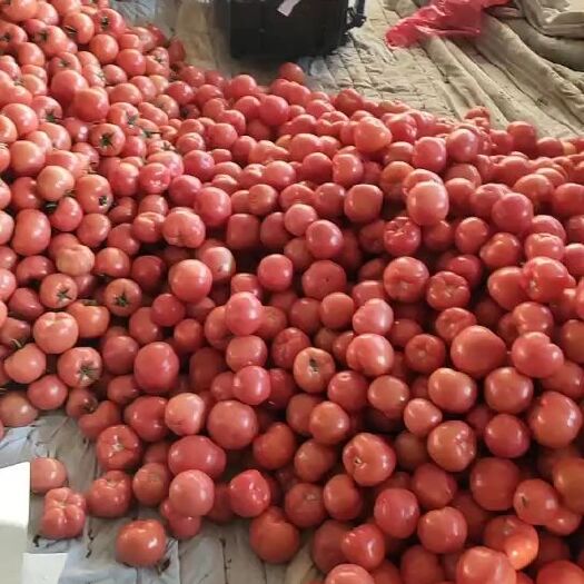 费县硬粉西红柿  西红柿大量上市