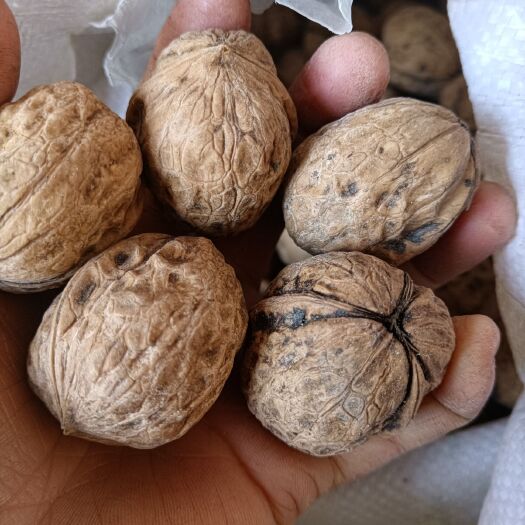 西昌市薄皮核桃  四川凉山核桃，香味浓油质高，货优价廉，从没见过农药，化肥。