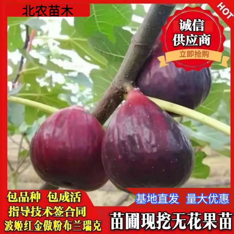 波姬红无花果苗 无花果树苗地载盆栽南方北方种植波姬红特大四季