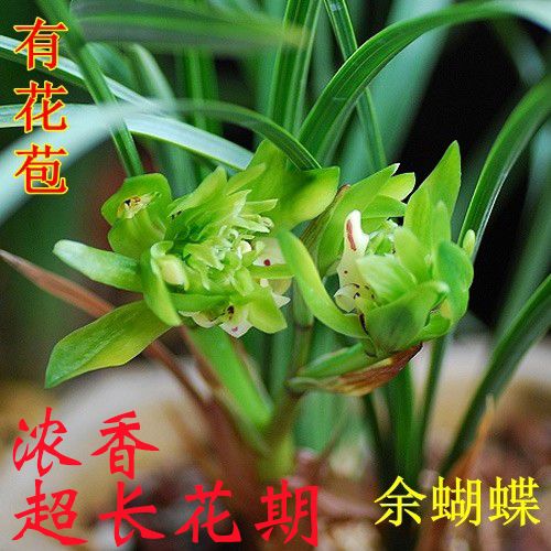 春蘭余蝴蝶帶花苞蘭花苗奇花菊瓣奇花盆栽花卉辦公室陽(yáng)臺(tái)室內(nèi)