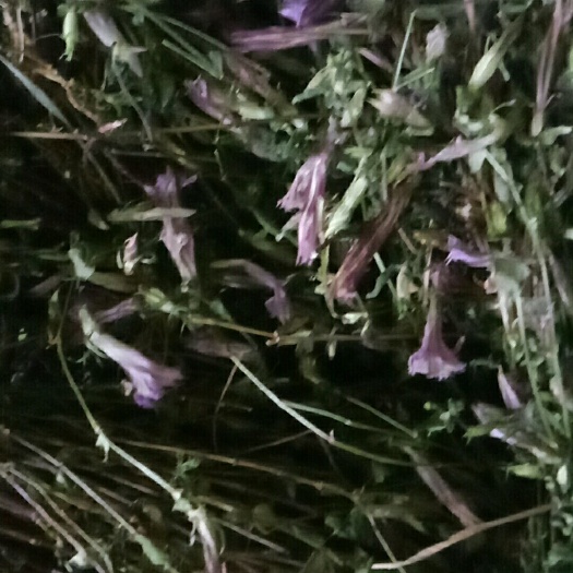  红花龙胆草
