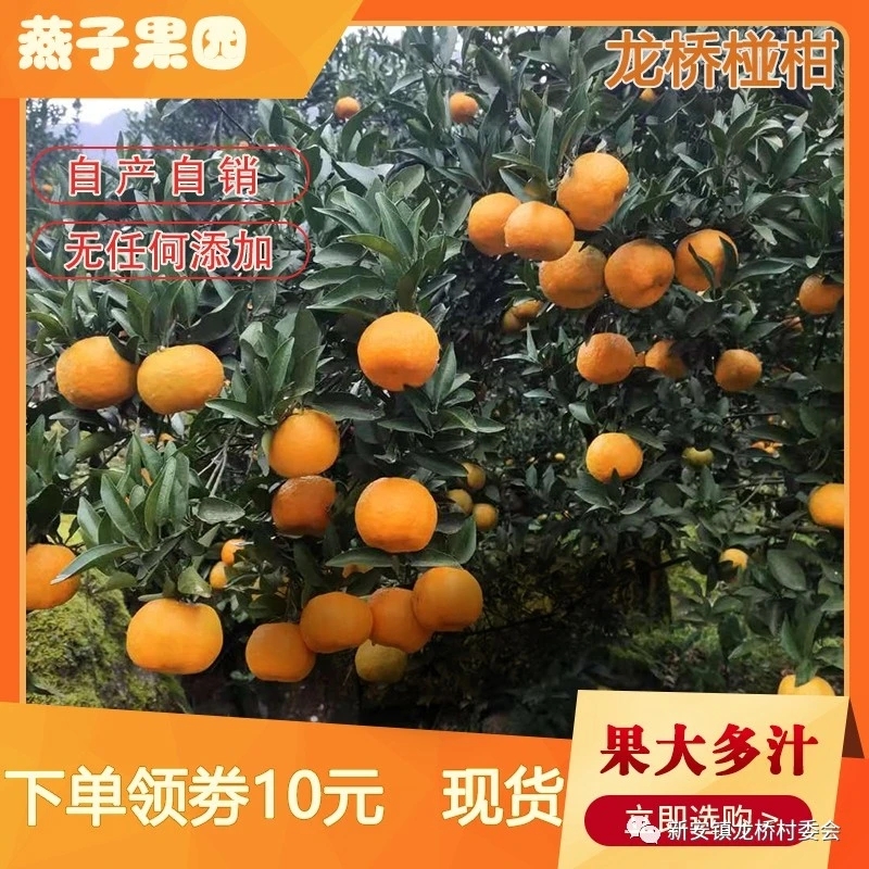 龙桥椪柑果头好，富含硒元素，酸甜可口，具有独特的金沙江味道！