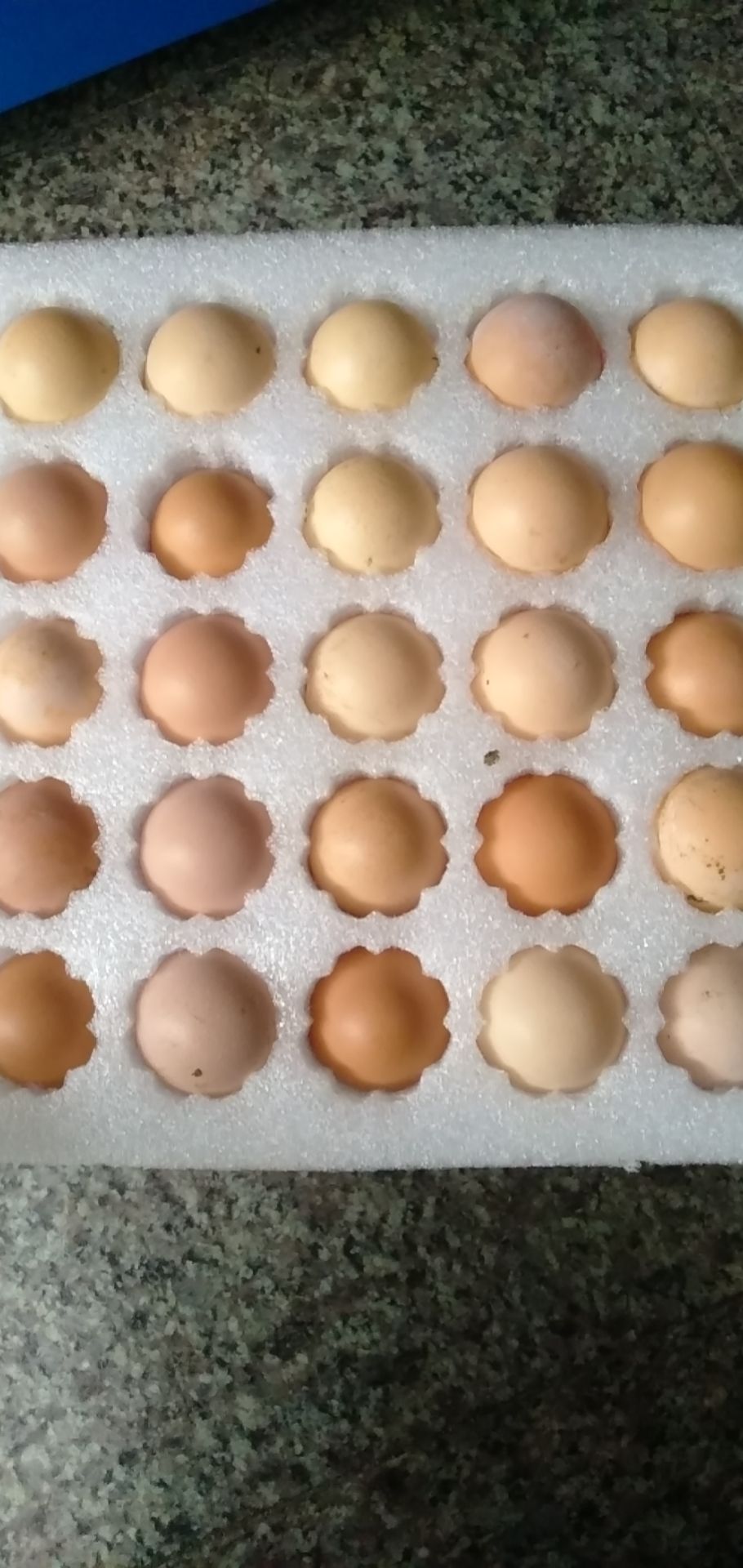 黑凤乌鸡蛋 食用 箱装 