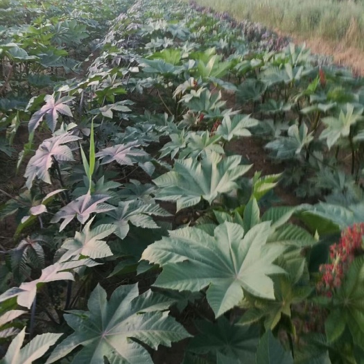 蓖麻種子  雜交一代，不可留種
