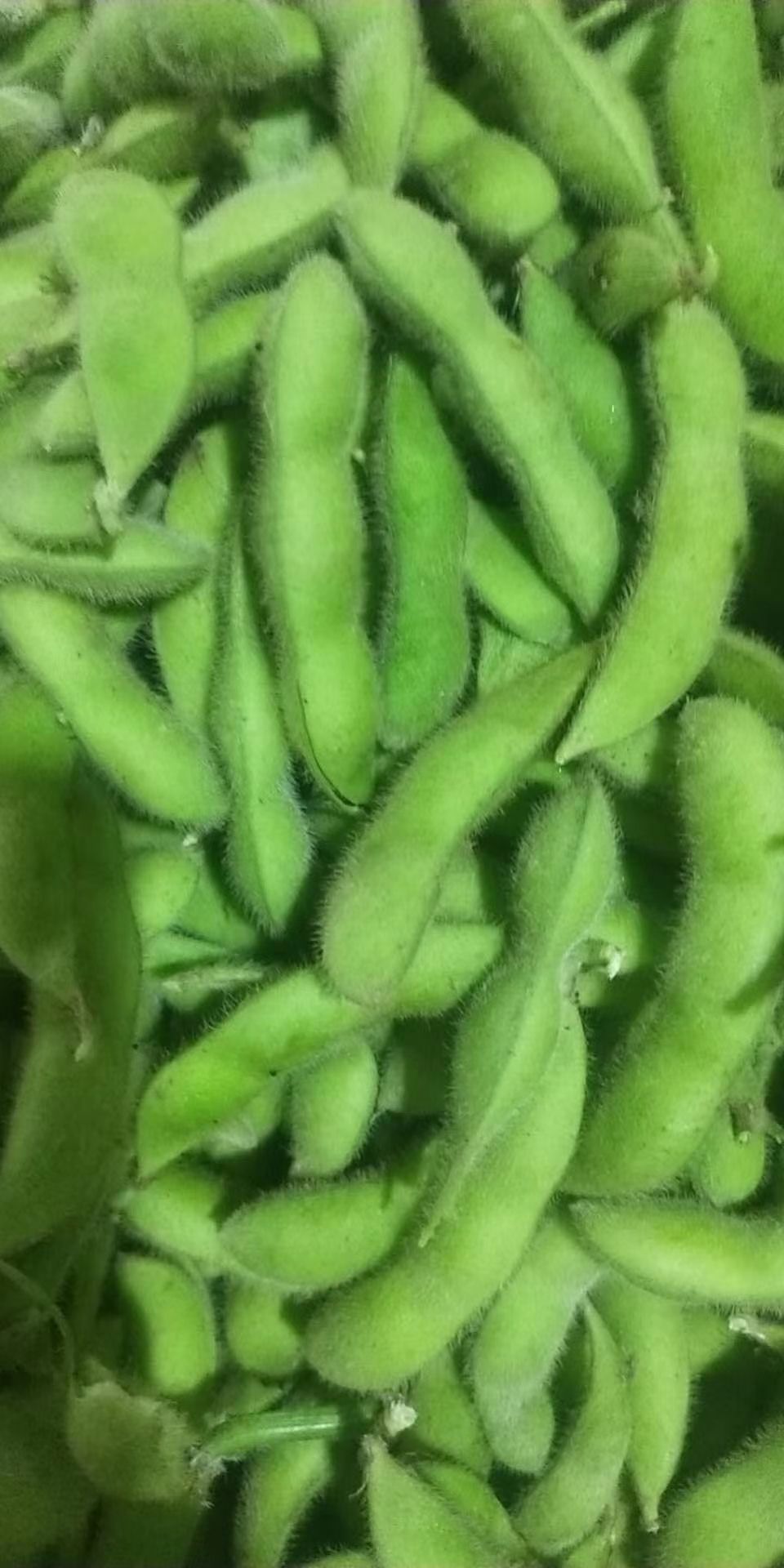 翠绿宝毛豆-基地直供-货源充足-保证质量