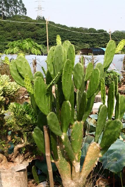 食用仙人掌 10~15公分