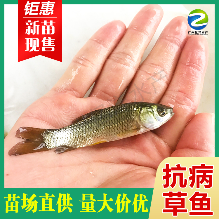 广州草鱼苗 8-10厘米抗病毒草鱼苗 生长快 已打疫苗 脆肉鲩鱼