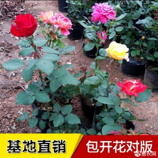 月季苗  月季玫瑰树状花苗花卉盆栽庭院阳台树桩嫁接大花浓香四