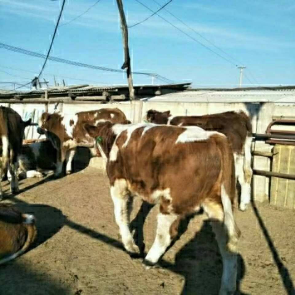 西门塔尔牛 肉牛基地现售西门塔尔肉牛