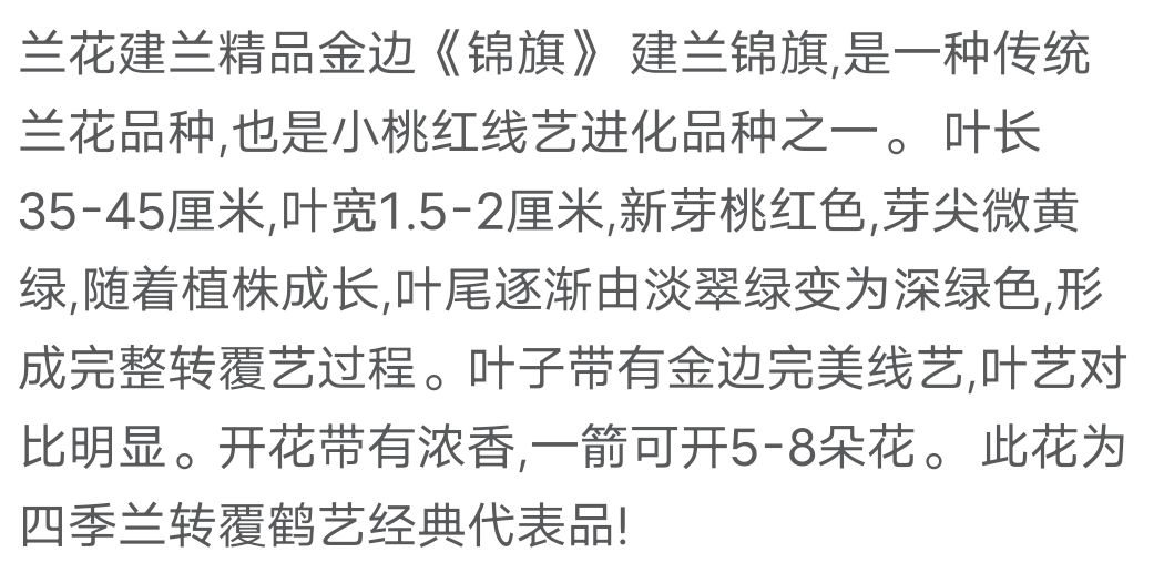  兰花建兰金边鹤艺香型《锦旗》