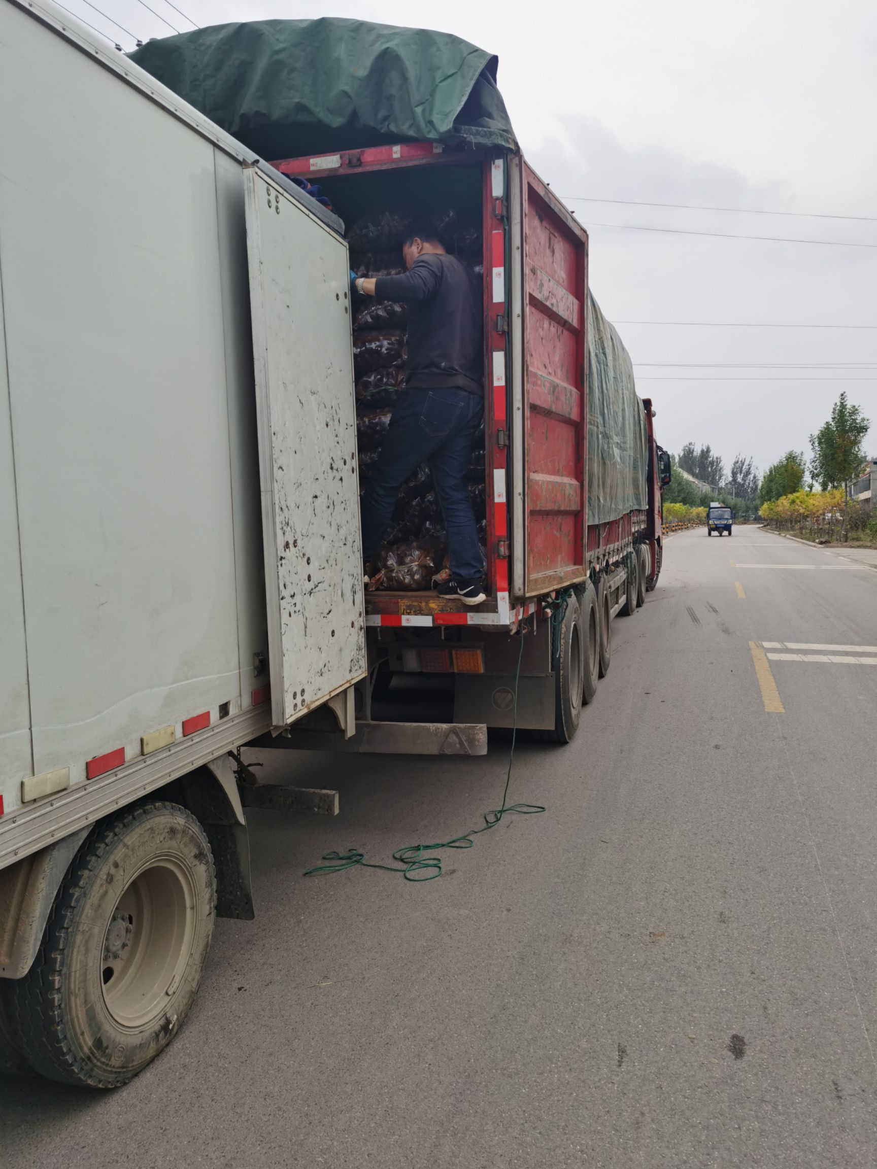  水芋头，毛芋头，加工分拣，全国购销